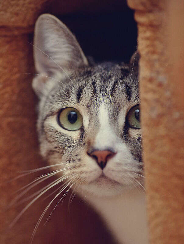 cat peeking out